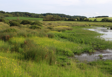 Coastal and Floodplain Grazing Marshes